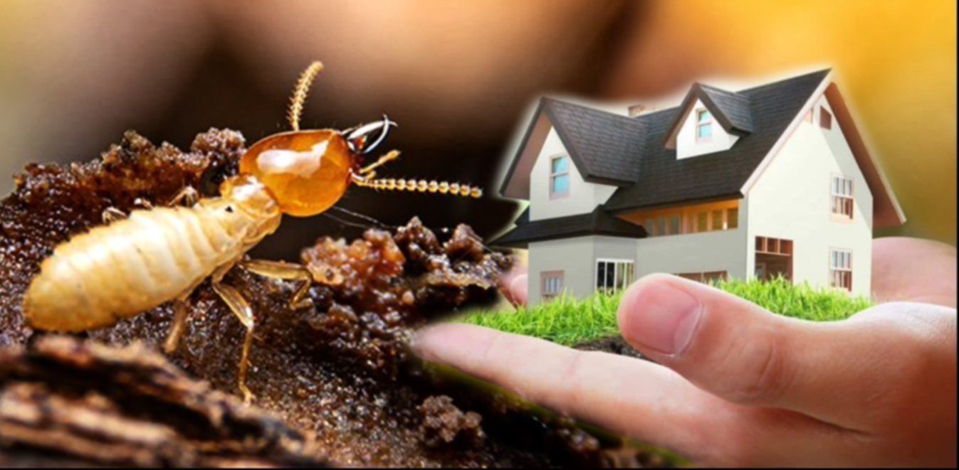 Termite Control Services in Hyderabad – Reliable Protection by premierpest solutions hyd
