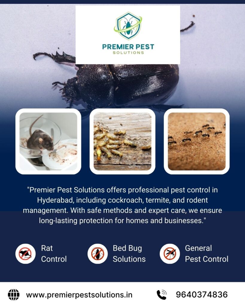 Affordable Termite Treatment Options in Hyderabad
