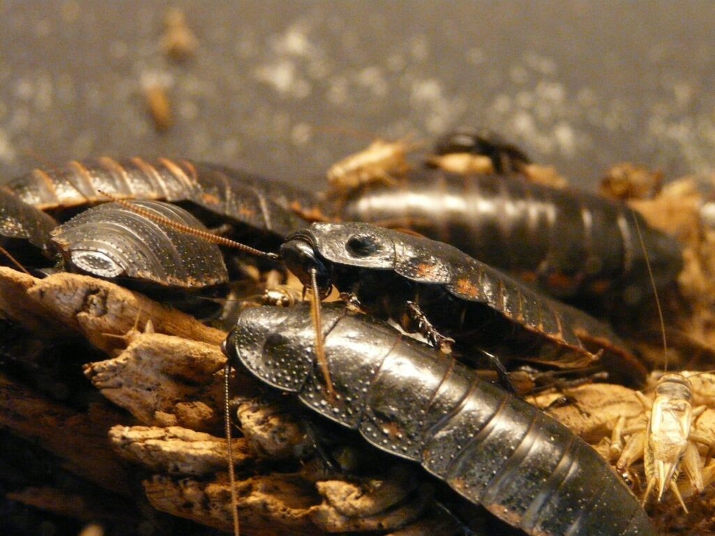 Cockroach Control Services in Hyderabad