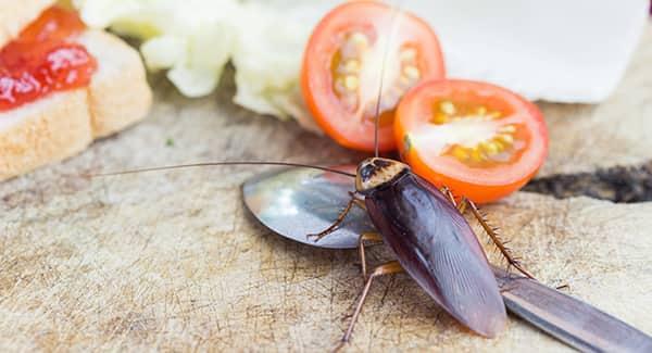 Why Cockroaches Keep Coming Back and How to Stop Them